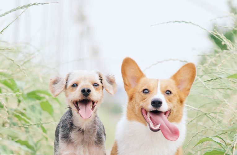 Preventing Home Dog Fights in Tampa